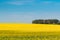 Rural Landscape With Blossom Of Canola Colza Yellow Flowers. Rapeseed, Oilseed Field Meadow Grove.