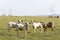 Rural landscape with cattle, green pasture and trees