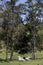 Rural landscape with cattle, green pasture and trees