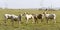 Rural landscape with cattle, green pasture and trees