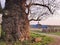 Rural landscape with church and very old tree with huge trunk