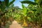 Rural landscape common road through banana plantation