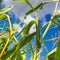 Rural landscape - corn field on sunny hot summer day