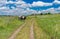 Rural landscape with country road, meadow and cow at summer season in central Ukraine