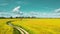 Rural Landscape With Country Road Between Oat And Canola Colza Rapeseed Field. Agricultural And Weather Forecast Concept