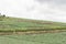 Rural landscape, couple of people cycling on a country road, surrounded by welsh onion fields