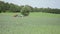 Rural landscape cropland