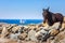 Rural landscape with curious donkey in a sunny summer day at Mykonos, Cyclades.