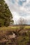 Rural landscape: dirty coast of a creek near the edge of a forest