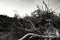 Rural landscape with dried tree roots and sky