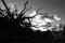 Rural landscape with dried tree roots and sky