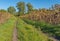 Rural landscape with earth road between ripe sunflowers fields in central Ukraine