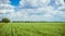 Rural landscape in Europe. Wheat field