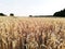 Rural landscape. Farmer\'s field. Uninhabited areas outside the city.