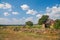 Rural landscape, farmstead