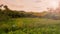 Rural landscape field and grass with sunlight and mountain in sunshine day morning