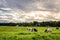 Rural landscape with field, trees, grass and cows. Ecologically clean area with blue sky and clouds