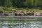 Rural landscape. A flock of cows on a watering-place on the river bank at noon. Some cows are in the water. The river bank is