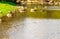 Rural landscape of a freshwater stream in the Municipality of Silveira Martins in Brazil