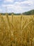 Rural landscape with a golden field of ripe wheat cornfield illuminated by a bright sky