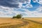 Rural landscape. Golden wheat field, road among the field along the small trees against the background of the cloudy sky