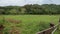 Rural Landscape with Grass, Fence and Road in Countryside