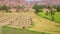 Rural landscape with grazing cattle