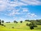 Rural landscape with grazing cows and horses on a green meadow