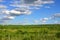 A rural landscape with a green field of late sunflowers under a cloudy blue sk