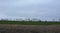 Rural landscape with green field of winter crops, trees on horizon, trucks on road and stratus clouds