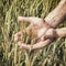 Rural landscape - hands of a farmer with ears of young wheat closeup
