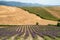 Rural landscape on the hills of Orciano Pisano, Tuscany. Lavender