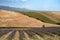 Rural landscape on the hills of Orciano Pisano, Tuscany. Lavender