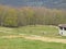 Rural landscape, horses on green meadow near the forest