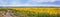 Rural landscape, huge panorama, banner - blooming sunflower field with dirt road