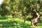 Rural landscape image of orange trees in the citrus plantation.