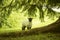 Rural landscape in Irish countryside. Green nature and sheep eating grass. Ireland