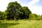 Rural landscape with lawn trimmer