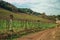 Rural landscape with leafless vines and dirt road