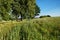 Rural landscape with linden tree, crucifix and poppy field in sunny day.