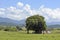 Rural landscape: mango tree in front of typical house of rural Brazil