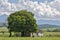 Rural landscape: mango tree in front of typical house of rural Brazil