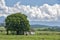 Rural landscape: mango tree in front of typical house of rural Brazil