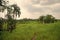 rural landscape nature with palm trees. photo of rural landscape look scenery.