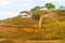 Rural landscape near Pedasi in Panama.