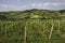 Rural landscape near Pianello Val Tidone, Emilia-Romagna, at May