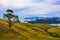 Rural landscape, New Zealand