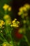 Rural landscape, Oilseed rape, biofuel. Soft focus. Technical crop. Yellow flowering, ripening rapeseed on an agricultural field