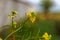 Rural landscape, Oilseed rape, biofuel. Soft focus. Technical crop. Yellow flowering, ripening rapeseed on an agricultural field