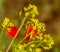 Rural landscape, Oilseed rape, biofuel. Soft focus. Technical crop. Yellow flowering, ripening rapeseed on an agricultural field